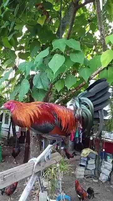 Video from TONI CORAÑES's post