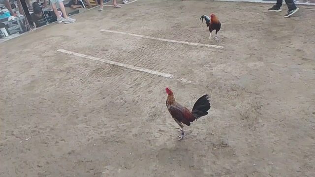 Video from KALAHI Gamefowl's post