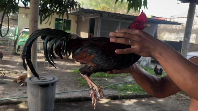 Video from Mark Turla Gamefowl's post