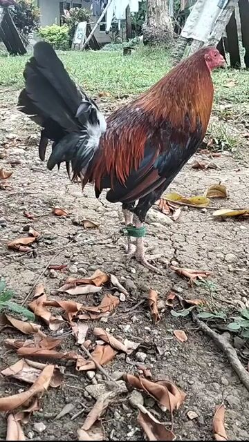 Video from Chukie Alaba Paglinawan's post