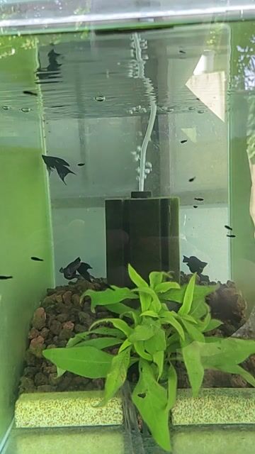 Video from MOLLY ISLA Aquatics's post