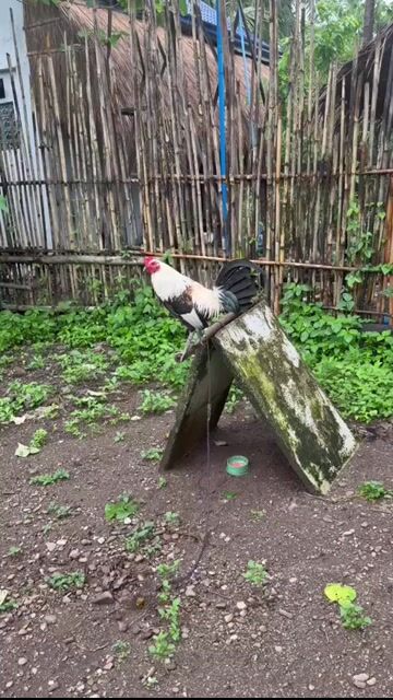 Video from JFL Sta Lucia Gamefarm's post