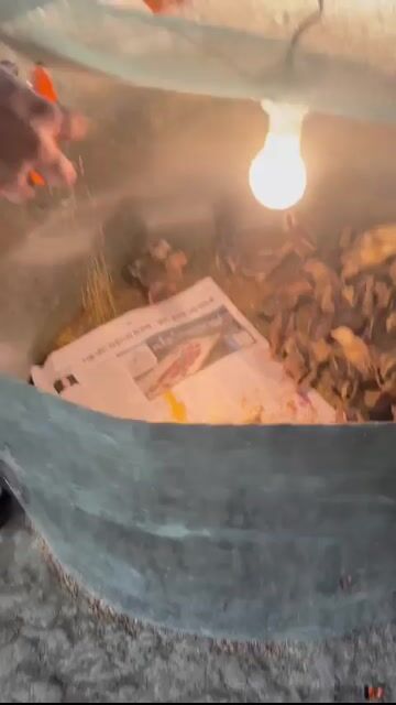 Video from 158Cocoville Gamefarm's post