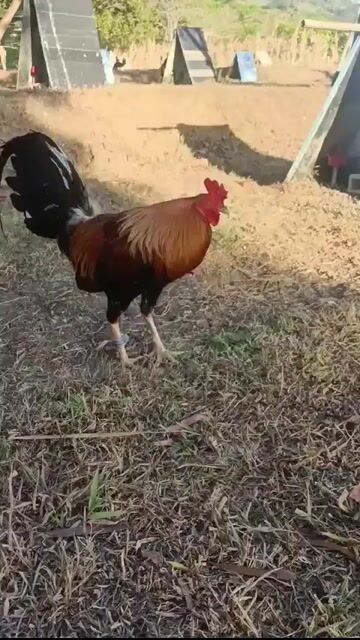 Video from Bance Cawicaan's post
