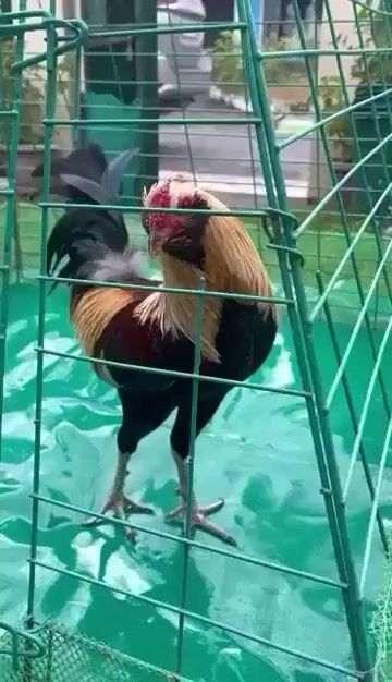 Video from VikingzHeart GF's post