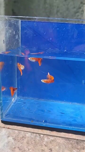 Video from Ricleo Aquatics • Digos City's post