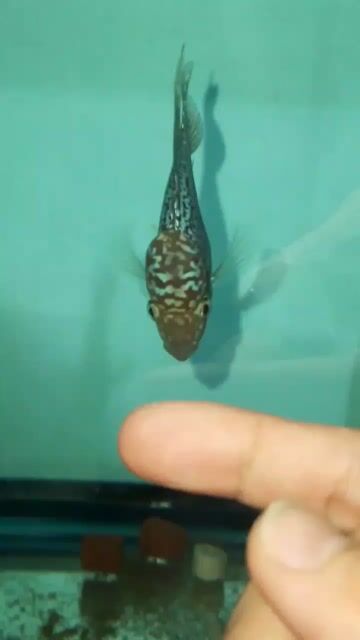 Video from Bailey's Flowerhorn's post