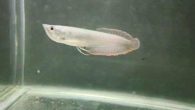 Video from AliFishPetShop's post