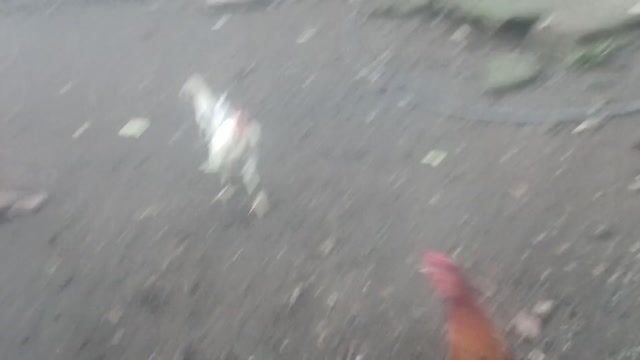Video from Crimson Maalab's post