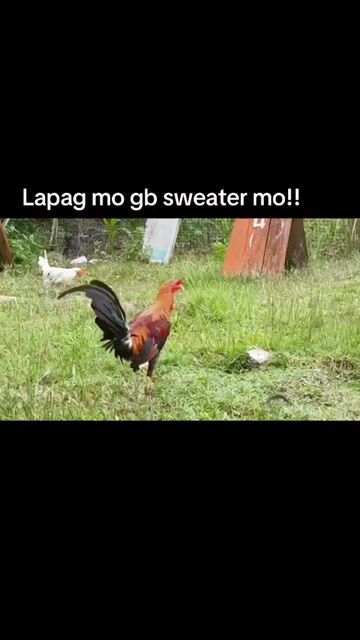 Video from Alas Ng Mariposa gf's post