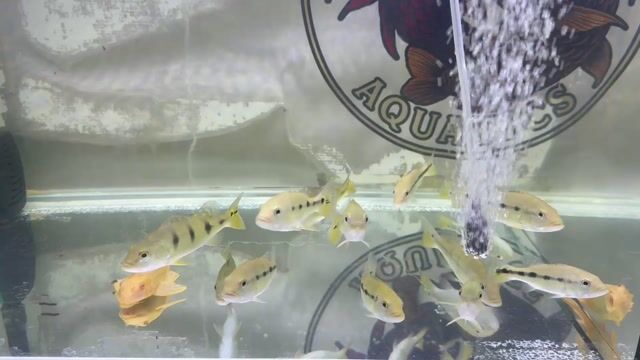 Video from Maynard Aquatics's post