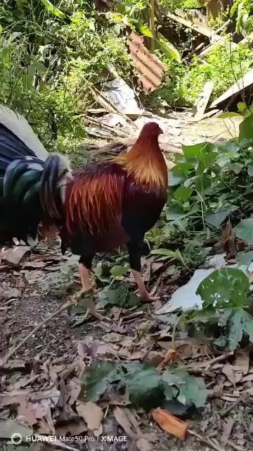 Video from King burdagol Gamefarm's post