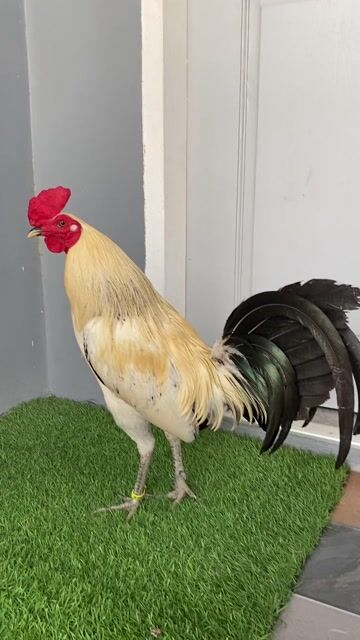 Video from JC GAMEFARM CEBU's post