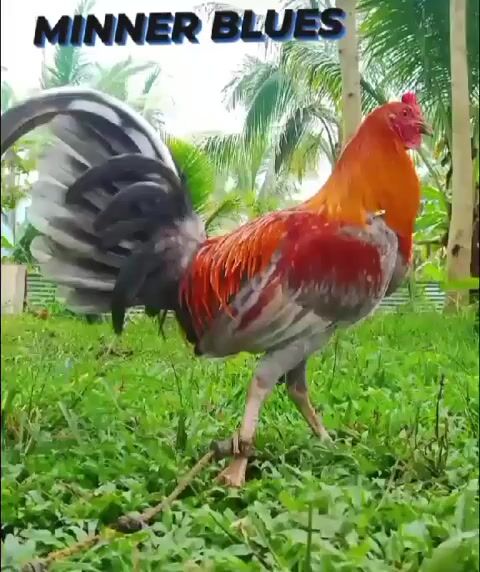 Video from SPIDER GAMEFARM's post