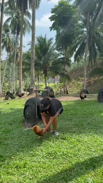 Video from 158Cocoville Gamefarm's post