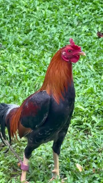 Video from Erindale Gamefarm's post