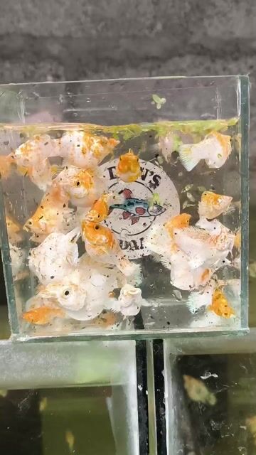 Video from Dans fishdaan's post