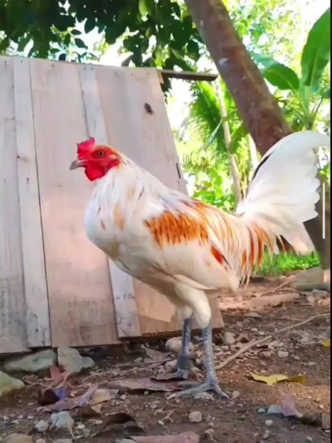 Video from SPIDER GAMEFARM's post