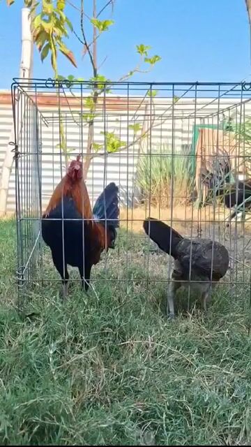 Video from GAMATA CREEK GAMEFARM's post