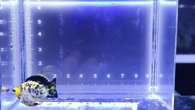 Video from NEOCARIDINAS LAB's post