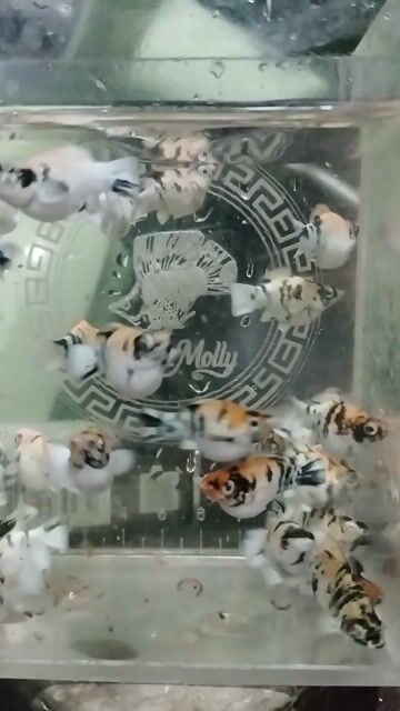 Video from Anotzz Molly's post
