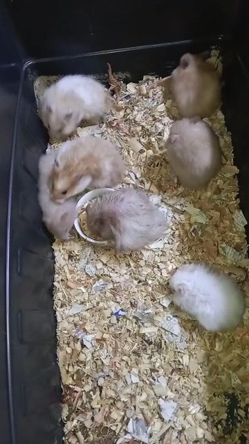 Video from Knight Hamstery's post