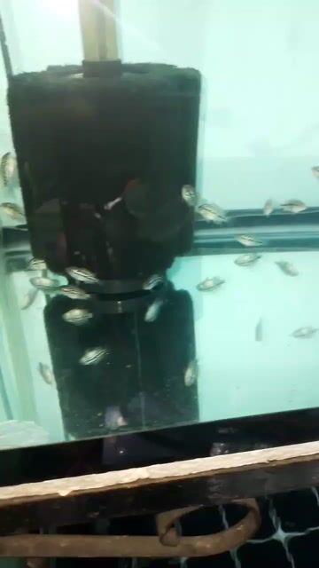 Video from Bailey's Flowerhorn's post