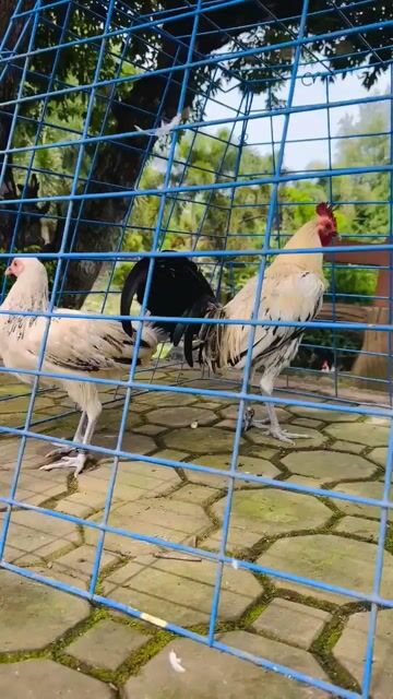 Video from H.S.G Gamebirds's post