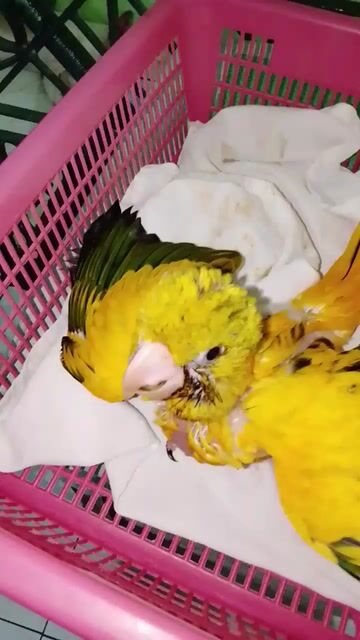 Video from Florante Gozon's post