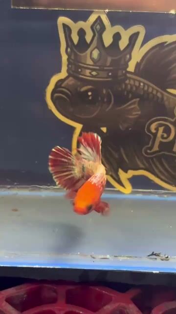 Video from Betta Prince's post