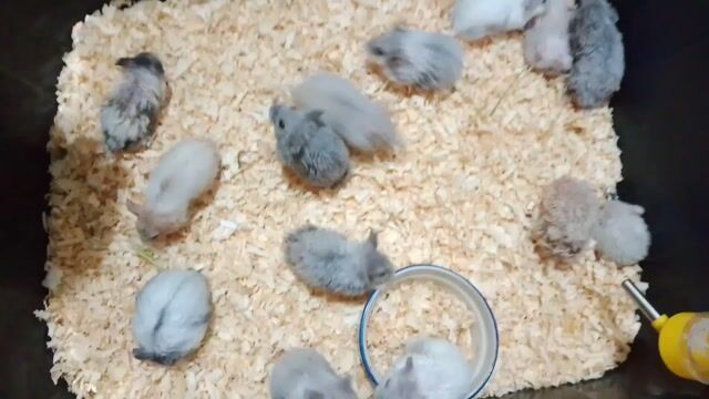 Video from Argie Jayson Sarto's post