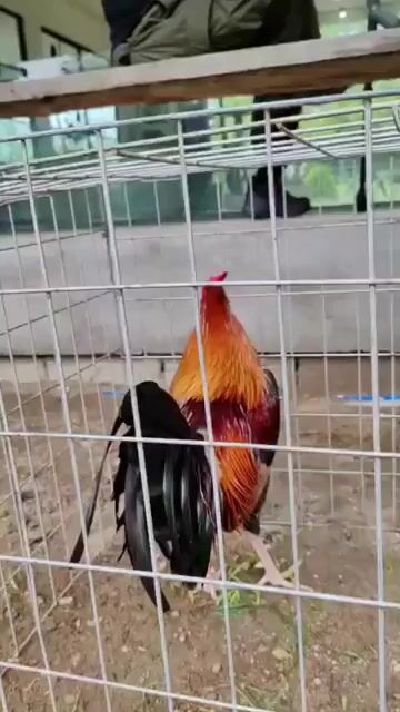 Video from Engr. Ronald Alba's post