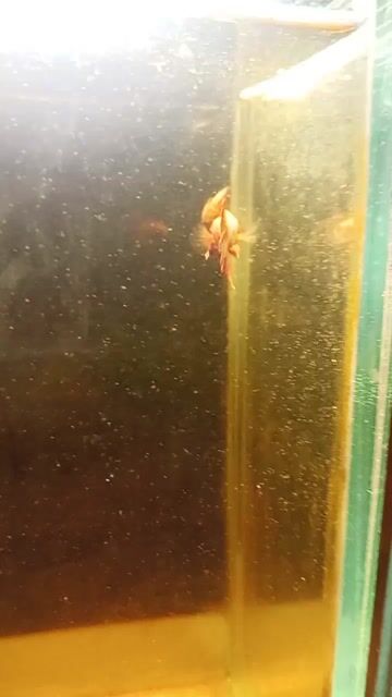 Video from Kyle Anthony Buladaco's post