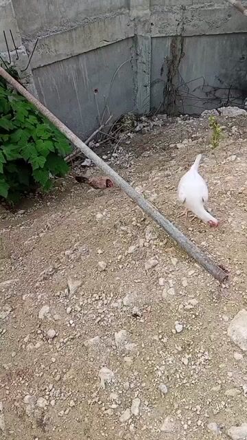 Video from 3Rs Gamefarm's post
