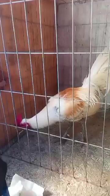 Video from Clyde Jenava Chatima Gamefarm's post
