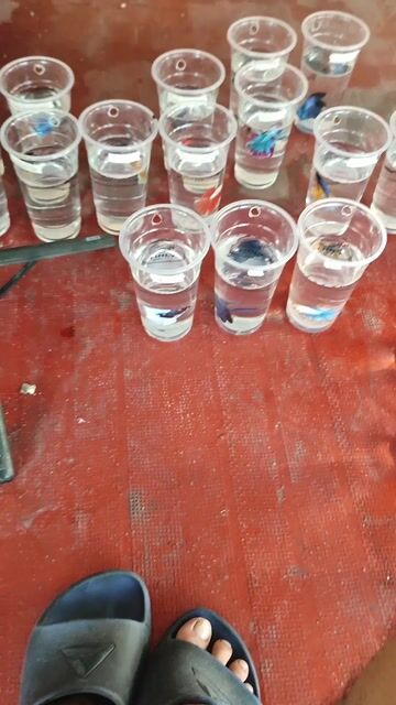 Video from Finly Betta Fish - Valenzuela City's post