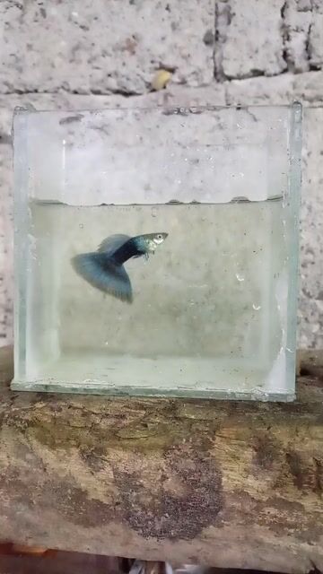 Video from Bro Nanyer's Backyard's post