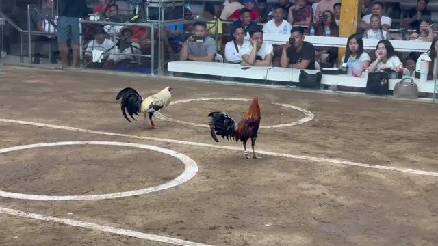 Video from Kulub Maragul Gamefarm's post