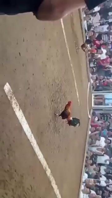 Video from JOROS gamefarm's post