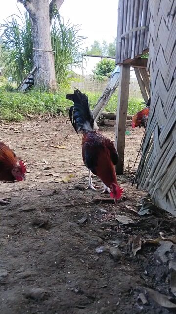 Video from Bing's GFarm's post