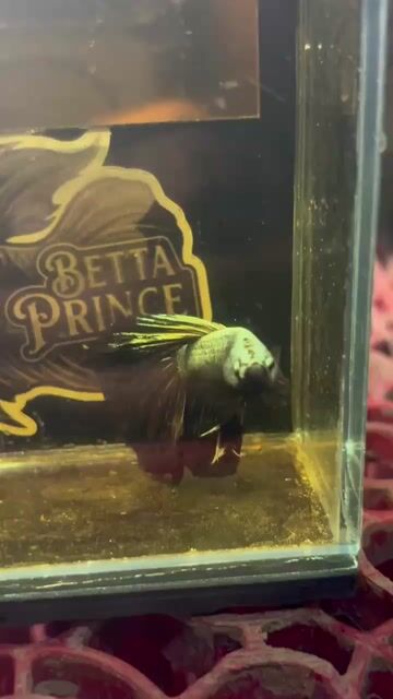 Video from Betta Prince's post