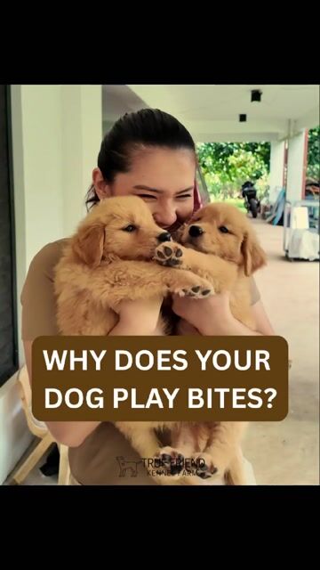 Video from True Friend Kennel Farm's post