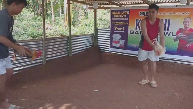 Video from KALAHI Gamefowl's post