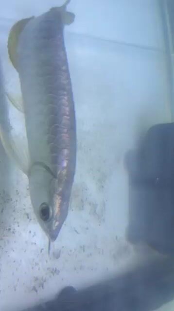 Video from Asylum Aquatic's post