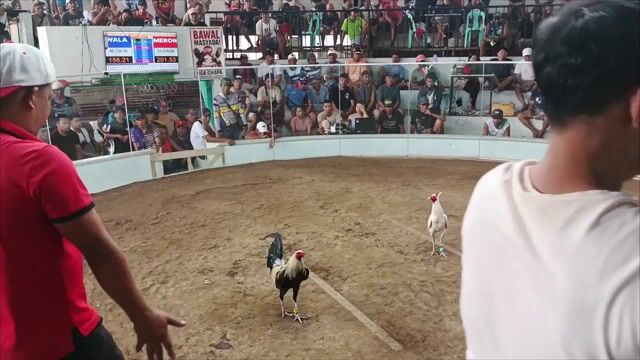 Video from MOYCHAY GAMEFARM's post