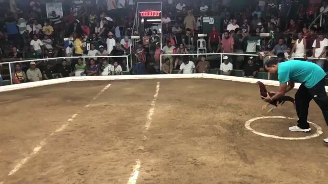 Video from ACV SUPERVEL GAMEFARM's post