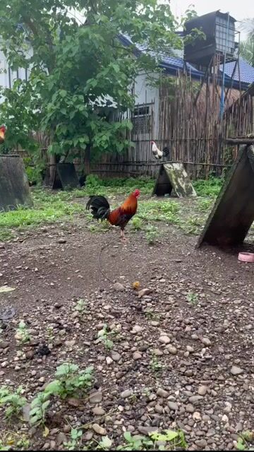 Video from JFL Sta Lucia Gamefarm's post