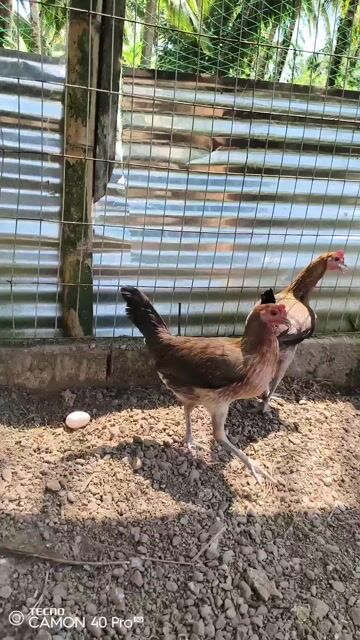 Video from Aizen Gamefowl's post