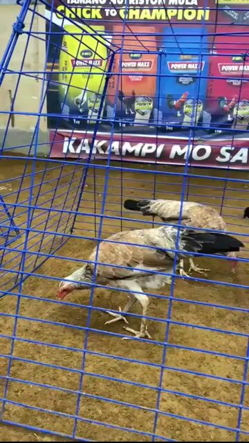 Video from Vicerra Village XY GF's post