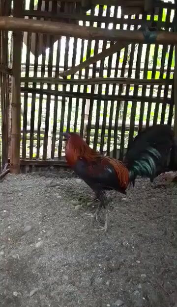 Video from Emil Pacaul's post